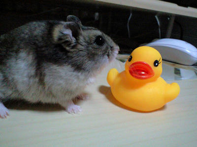 img2010033103.jpg