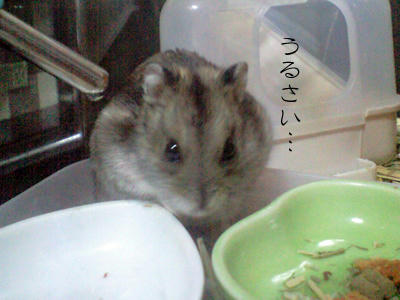 img2010031602.jpg