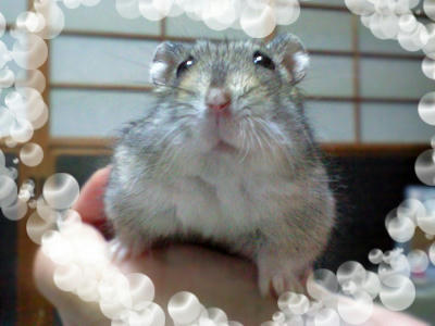 img2010043001.jpg