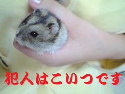 img2010030402.jpg