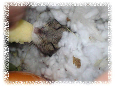img2010030101.jpg
