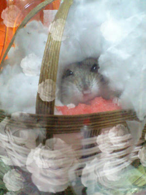 img2010051101.jpg