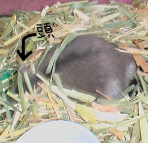 img2007070702.jpg