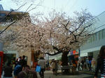 仙川駅前の桜 2009