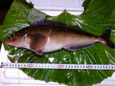 ２０１０ ６ ２４ 函館近郊 ホッケ釣り 釣友さんの釣果ブログ