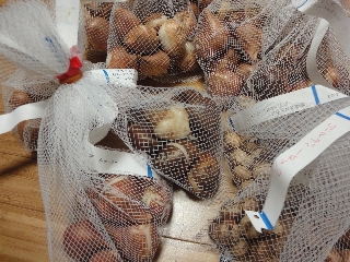 球根