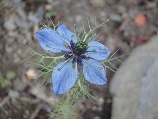花