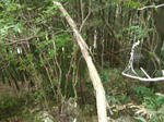 yuyama_obikuruwakana.jpg