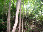 iiyama_fumei1.jpg
