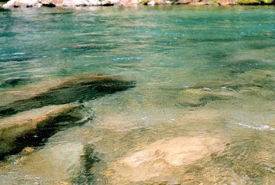FI2621696_1E.jpg