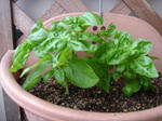 DSC01440.JPG