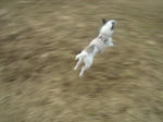 DSC08081lulu.jpg
