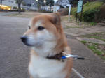 P1240004lulu.jpg