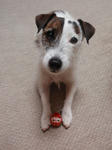 P1280017daruma.jpg