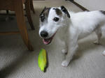 IMG_0168toy.jpg