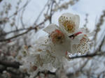 IMG_0205ume.jpg
