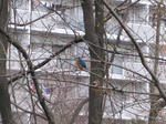 IMG_0259sami.jpg
