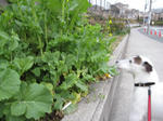 IMG_0295nanohana.jpg