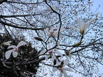 IMG_0414haru.jpg