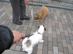 IMG_0544hitori.jpg