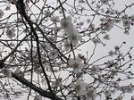 IMG_0572tori.jpg