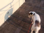 P3270008asinaga.jpg