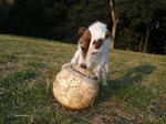 P3290009soccer.jpg