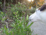 P3300004hana.jpg