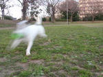 P3310025midori.jpg