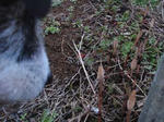 P40100144gatu.jpg