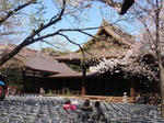 P4020003sakura.jpg