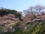 P4020006sakura.jpg