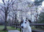P4030020mankai.jpg