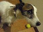 P4040009inuyama.jpg