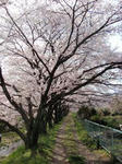 P4050037inuyama.jpg