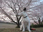 IMG_0753sakura.jpg