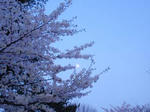 P1010005sakura.jpg