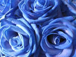 IMG_0826rose.jpg
