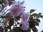 IMG_0868yae.jpg