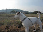 IMG_1151renkyu.jpg