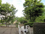 IMG_1239ameagari.jpg