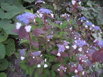 IMG_1371yuuhi.jpg