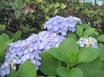 IMG_1455ajisai.jpg