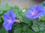 IMG_1541shimoda.jpg