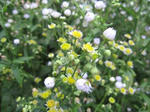 IMG_1661tuyusora.jpg