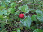IMG_1454amedemo.jpg
