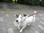 IMG_1646amedemo.jpg