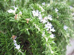 IMG_1748humituki.jpg