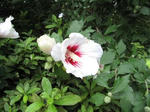 IMG_1750humituki.jpg