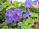 IMG_1895tiinene.jpg